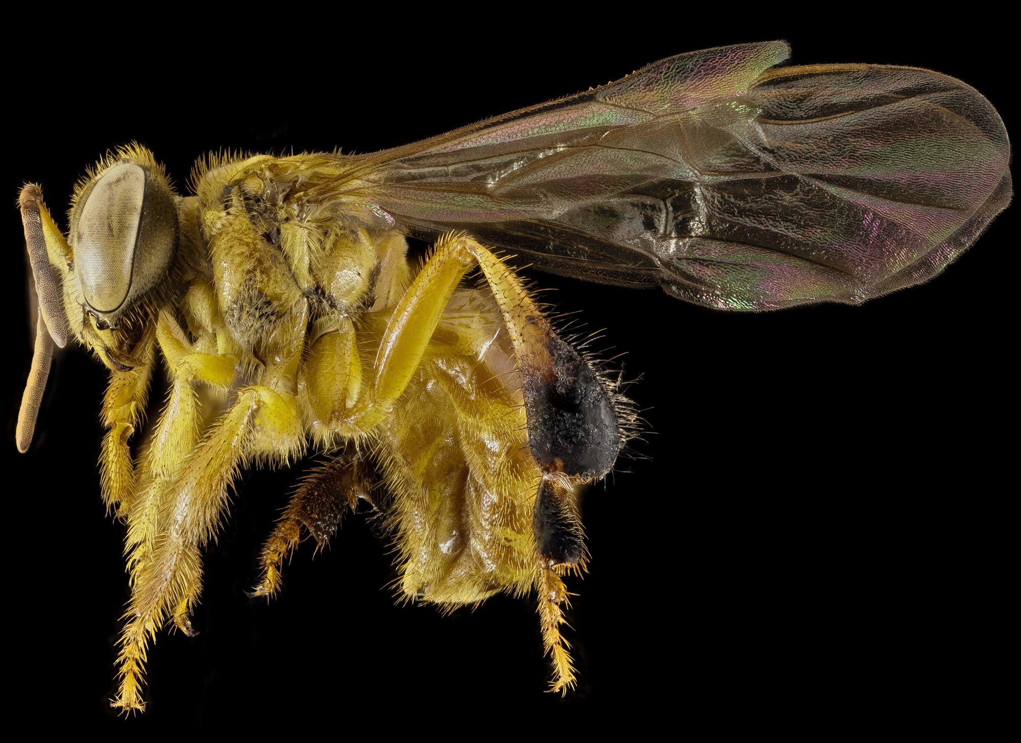 2025 ordinance, Amazon Research International, pollinator, indigenous, ecosystem, harmful chemicals, nature, carbon capture