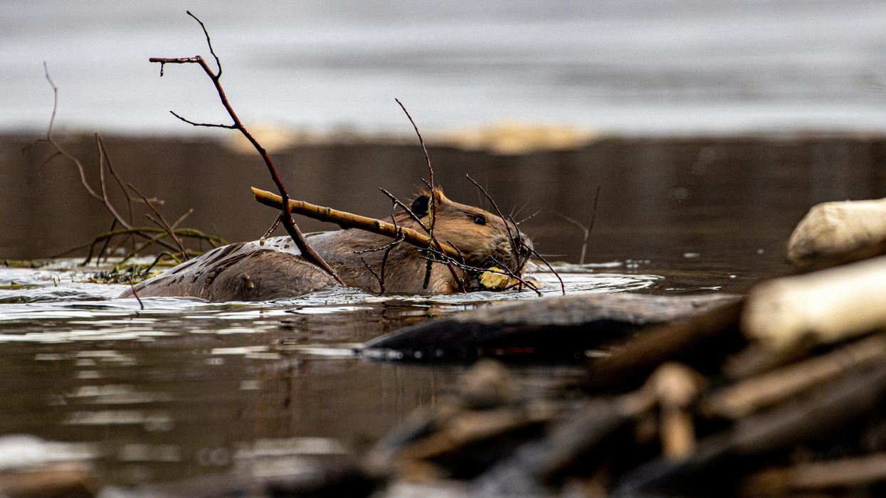 A beaver swims with a stick in its mouth