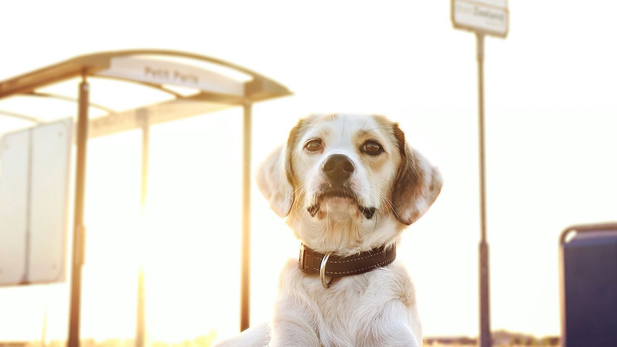 A school bus in Calgary picks up dogs for daily adventures and training sessions