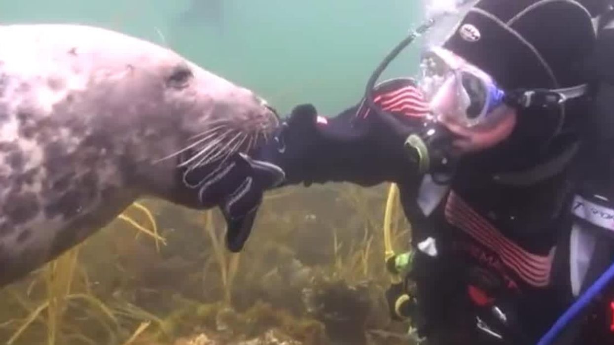 Diver caught off guard by seal nibbling at him but soon realizes what it really wanted