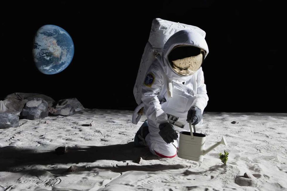 An astronaut gardening on the moon (Representative Image Source: Getty Images | Caspar benson)