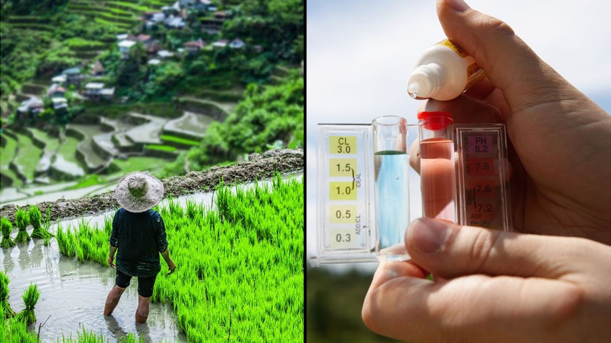 arsenic rice, rice paddies, inorganic arsenic, contamination, environment, global warming, health risks