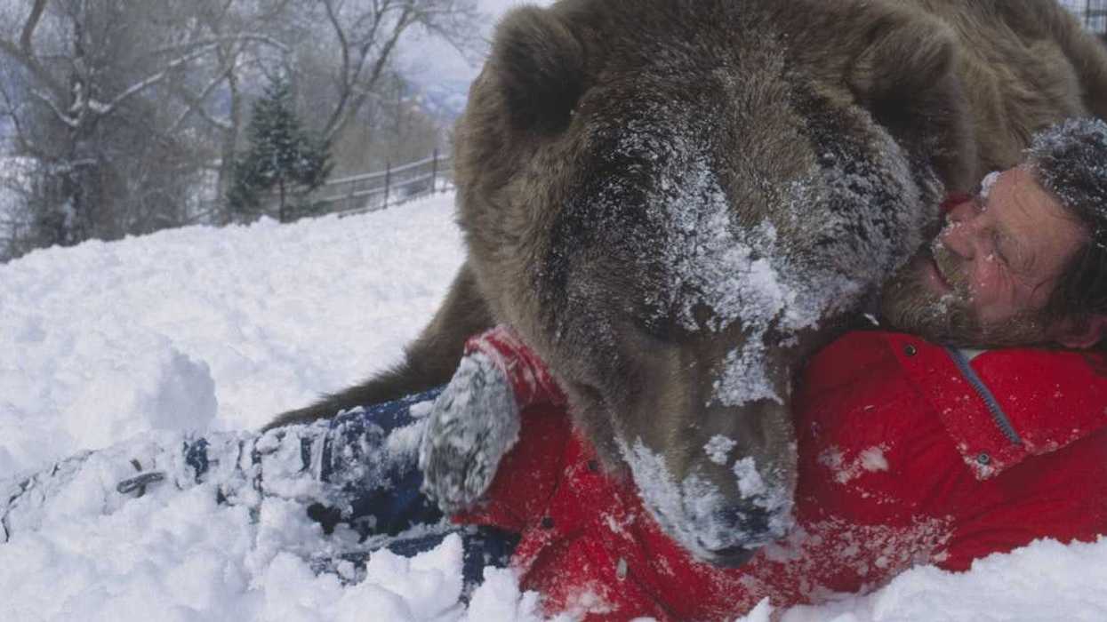 Artificial intelligence (AI), Television, Superman, Film, Animals, Bears, Dogs, Hollywood, CGI, Lassie Come Home, Sea lions, Filmmaking, Movies, Hawks, Actors, Show business, PETA