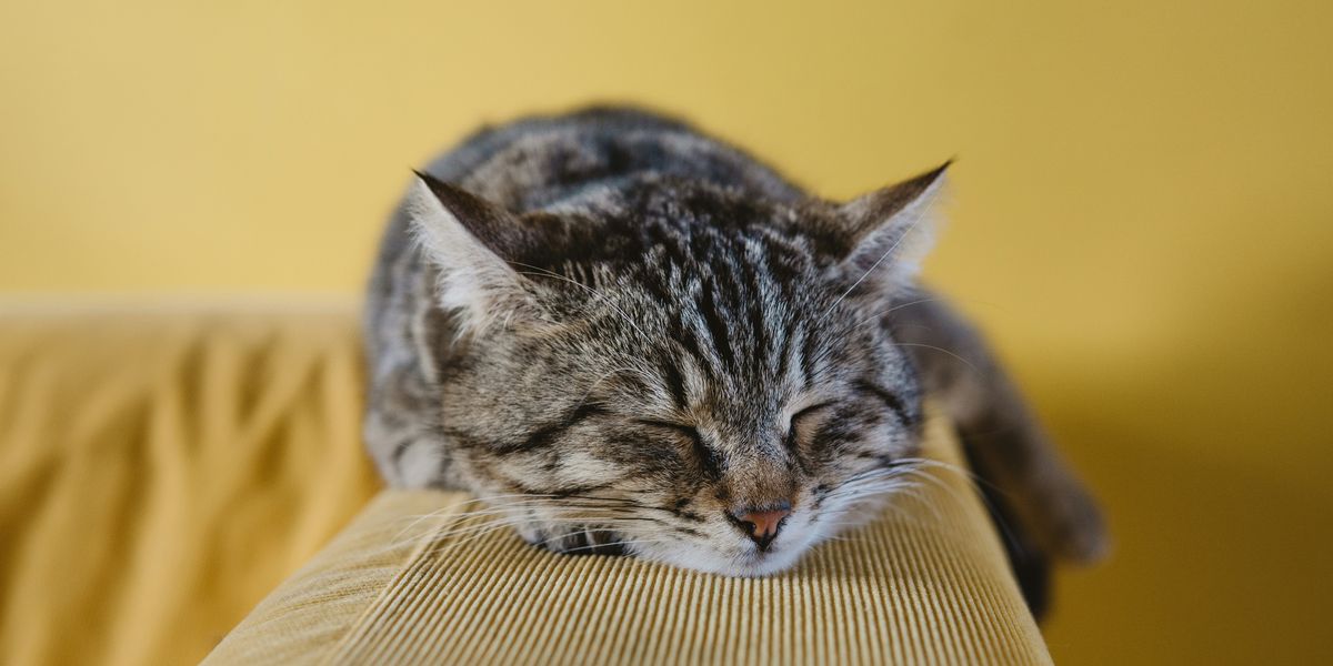At Kate Carretta's Brooklyn hair studio, cat snuggles are free with your cut
