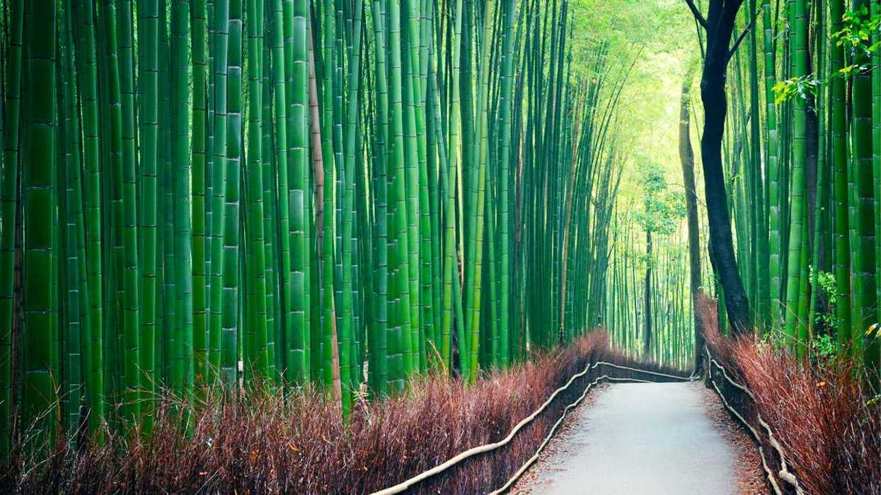 bamboo, bioplastic, BM-plastic, cellulose, sustainability, biodegradable, innovation, eco-friendly