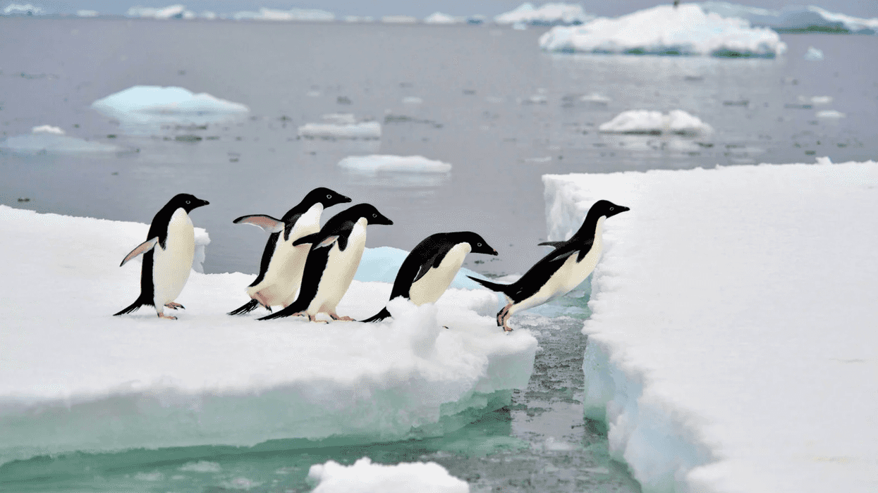 BBC Dynasties penguins, David Attenborough intervention, nature documentary ethics, camera crew saves penguins, Emperor penguins Antarctica, Will Lawson director, wildlife filmmaking rules