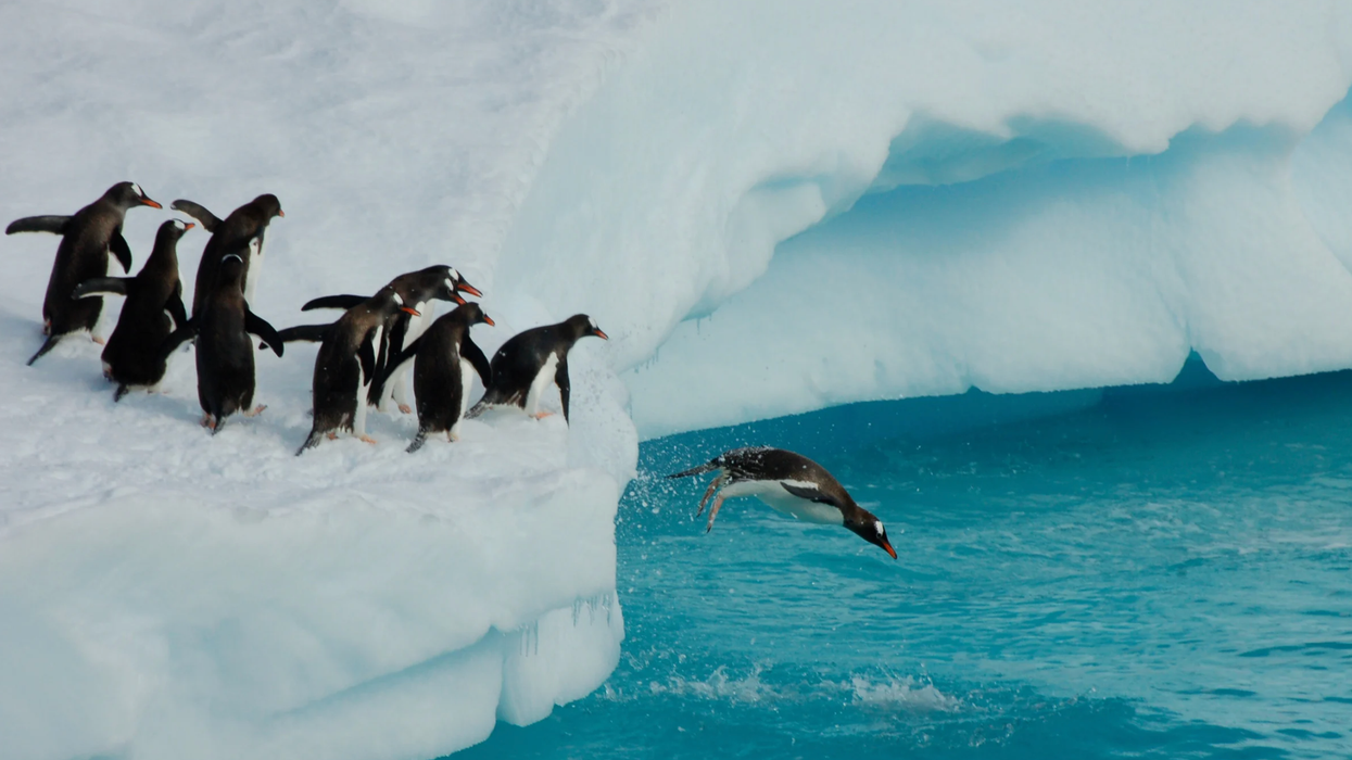 BBC Earth, Dynasties, Emperor penguins, David Attenborough, nature documentary, Will Lawson, intervention, wildlife rescue, Antarctica, Mike Gunton