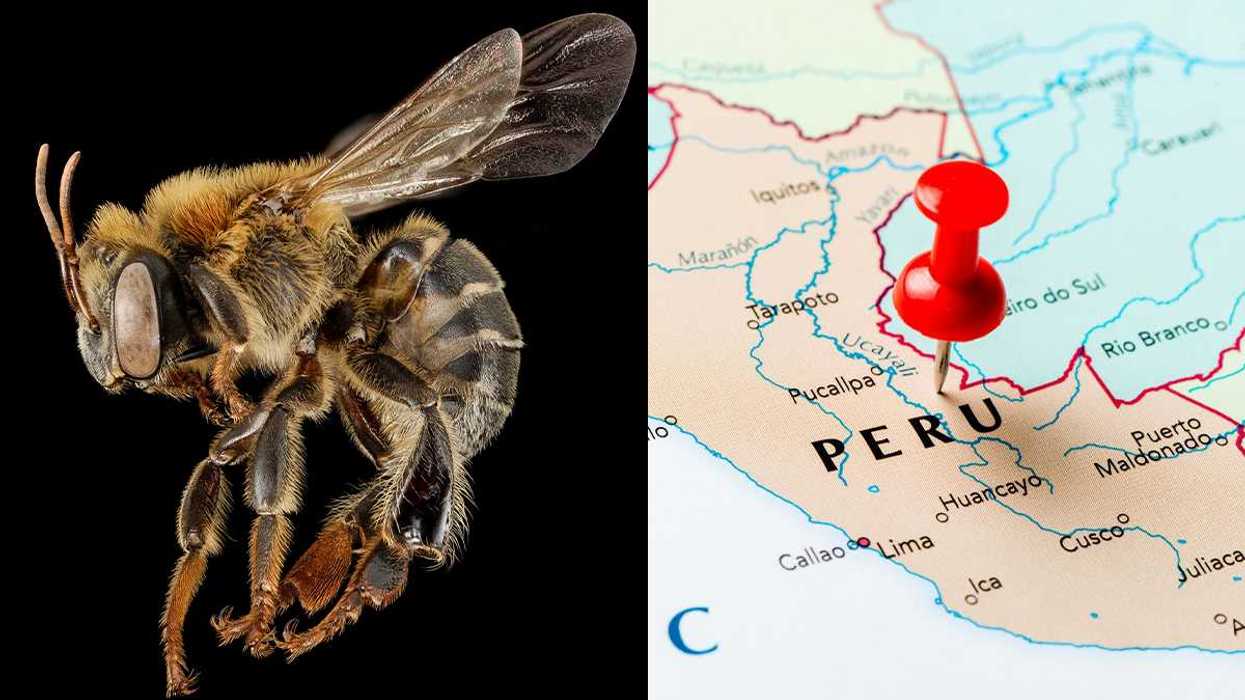 bees, stingless bees, Amazon, Peru, Peruvian Amazon, maps, Melipona, legal rights, pollen