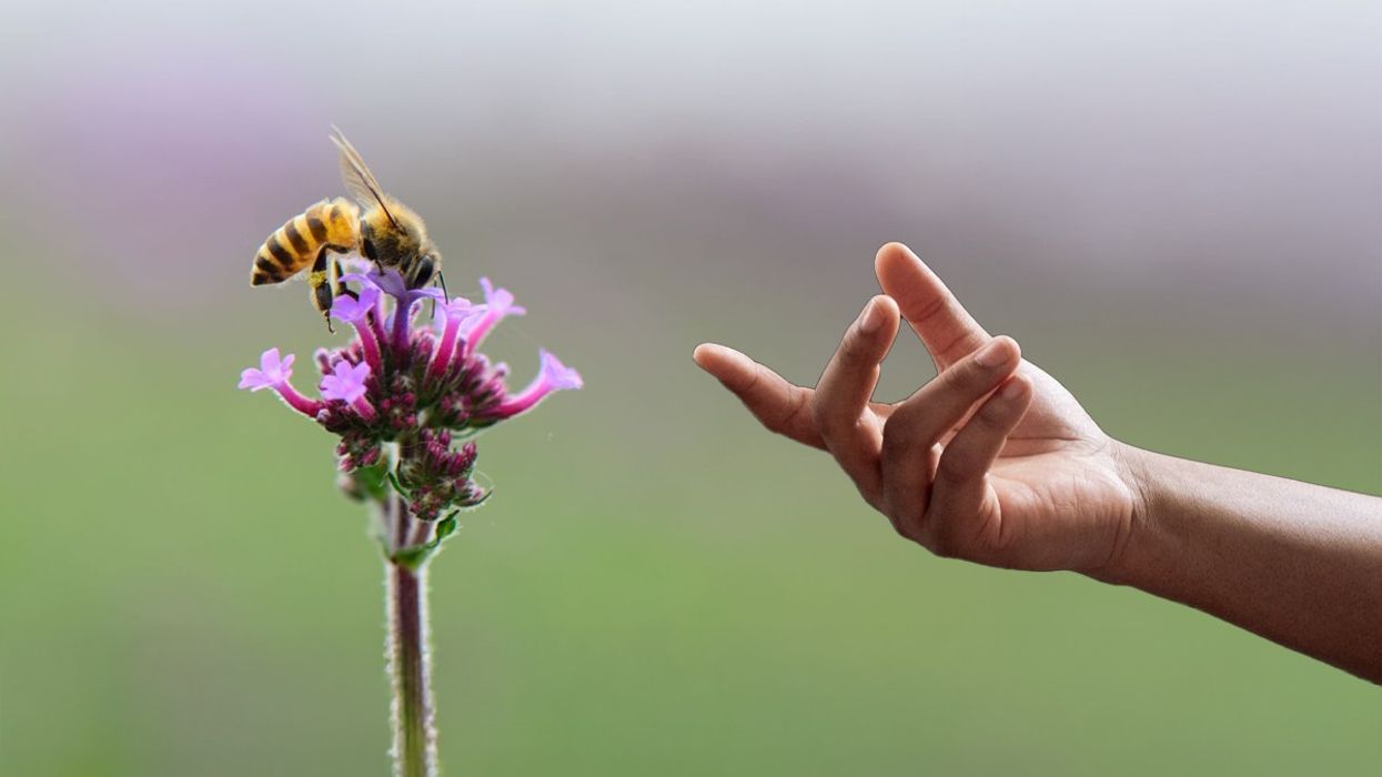 bees, superfood, smart farms, pollination, food security, honeybees, bee crisis