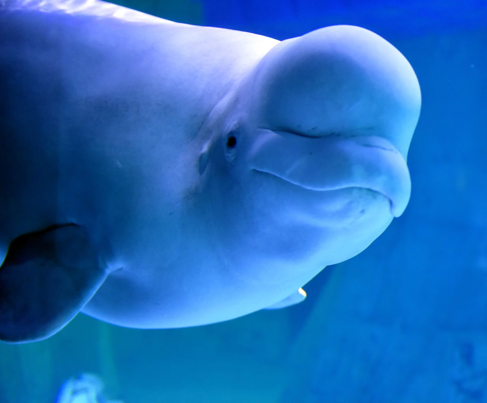 beluga whale, georgia aquarium, viral proposal, tiktok proposal, aquarium engagement, qinu the beluga, wedding proposal reaction, marine animals, animal reaction videos, viral video 2025