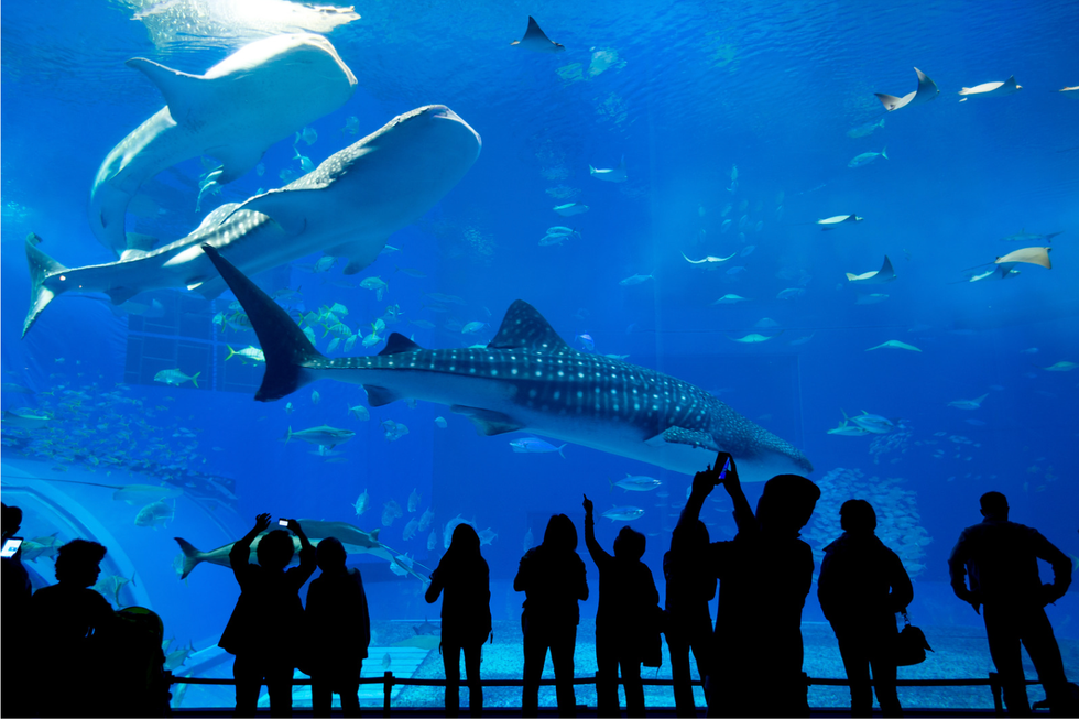 beluga whale, georgia aquarium, viral proposal, tiktok proposal, aquarium engagement, qinu the beluga, wedding proposal reaction, marine animals, animal reaction videos, viral video 2025