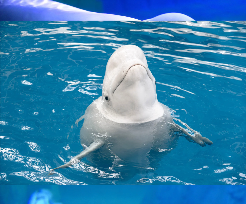 beluga whale, georgia aquarium, viral proposal, tiktok proposal, aquarium engagement, qinu the beluga, wedding proposal reaction, marine animals, animal reaction videos, viral video 2025