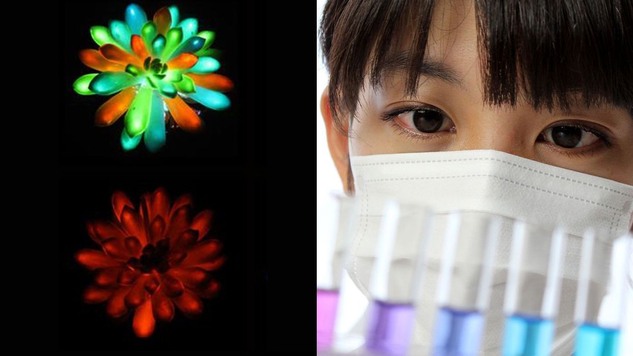 biology, China, science, succulents, bioluminescent, science fiction, nature, lighting