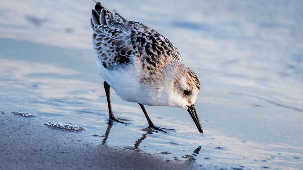 birds, food, sandy beach, unique skills, biology, biological skills, Red Knot, pressure ripples