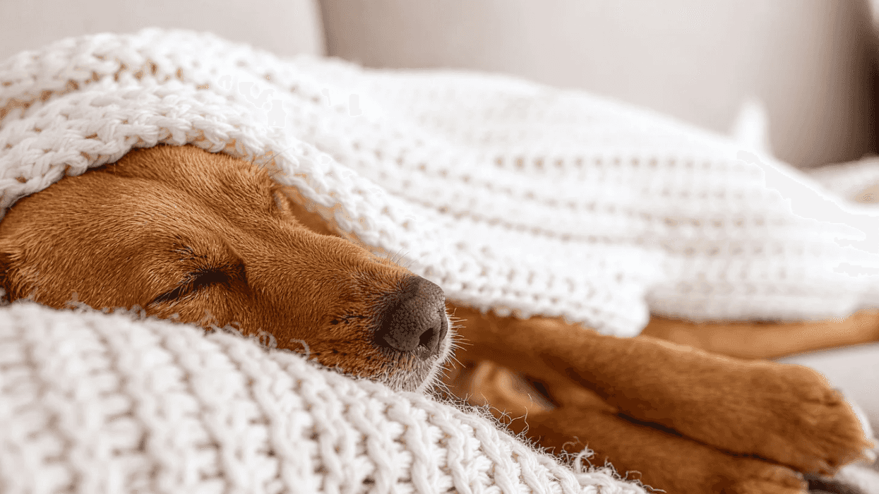 Brinkley the dog, dog rallying before death, terminal cancer in dogs, Alex Blumenfeld TikTok, miracle pet recovery, dog euthanasia stories, terminal lucidity pets