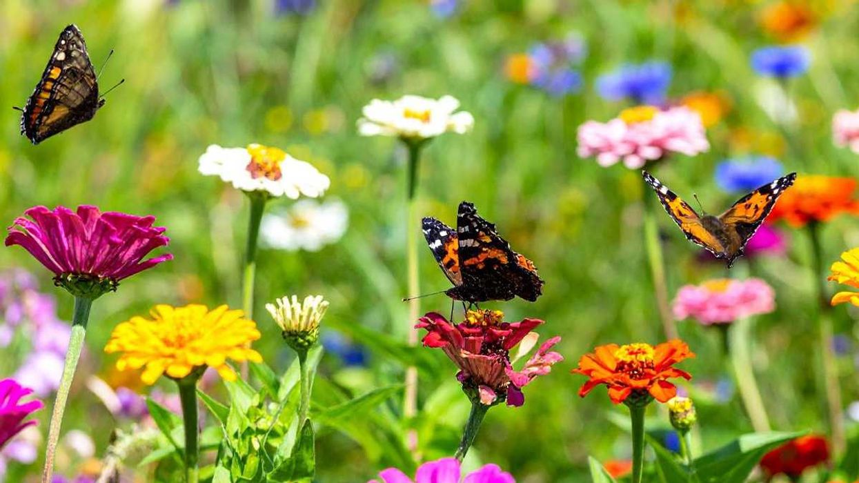 butterflies, nature, garden, insightful experience, sunrise, sunset, plants, animals