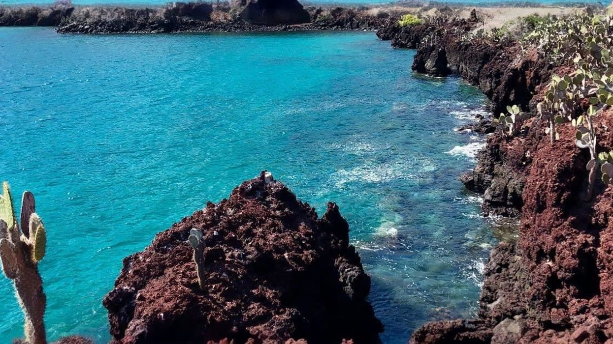 Four Latin American nations unite to establish vast Pacific marine reserve