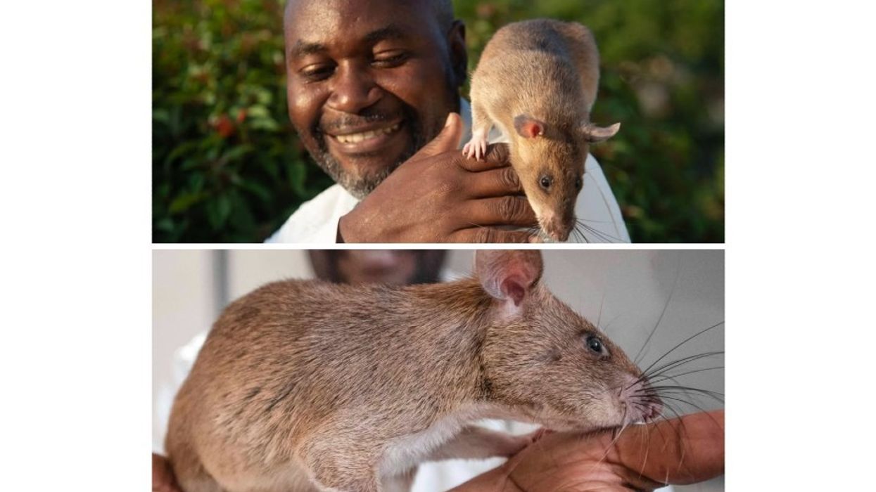 Carolina the Rat, rat, retirement, pets, heroes, animals