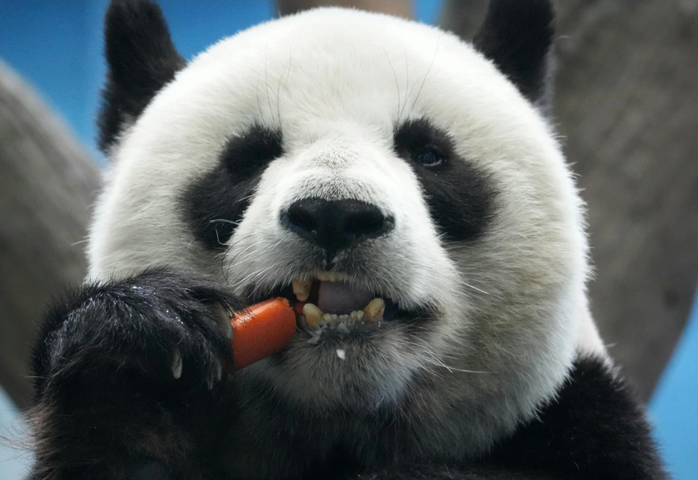 carrots, carotenosis, skin turning orange, Reddit, viral story, u/AhsewkaTano, health, nutrition, side effect, healthy eating