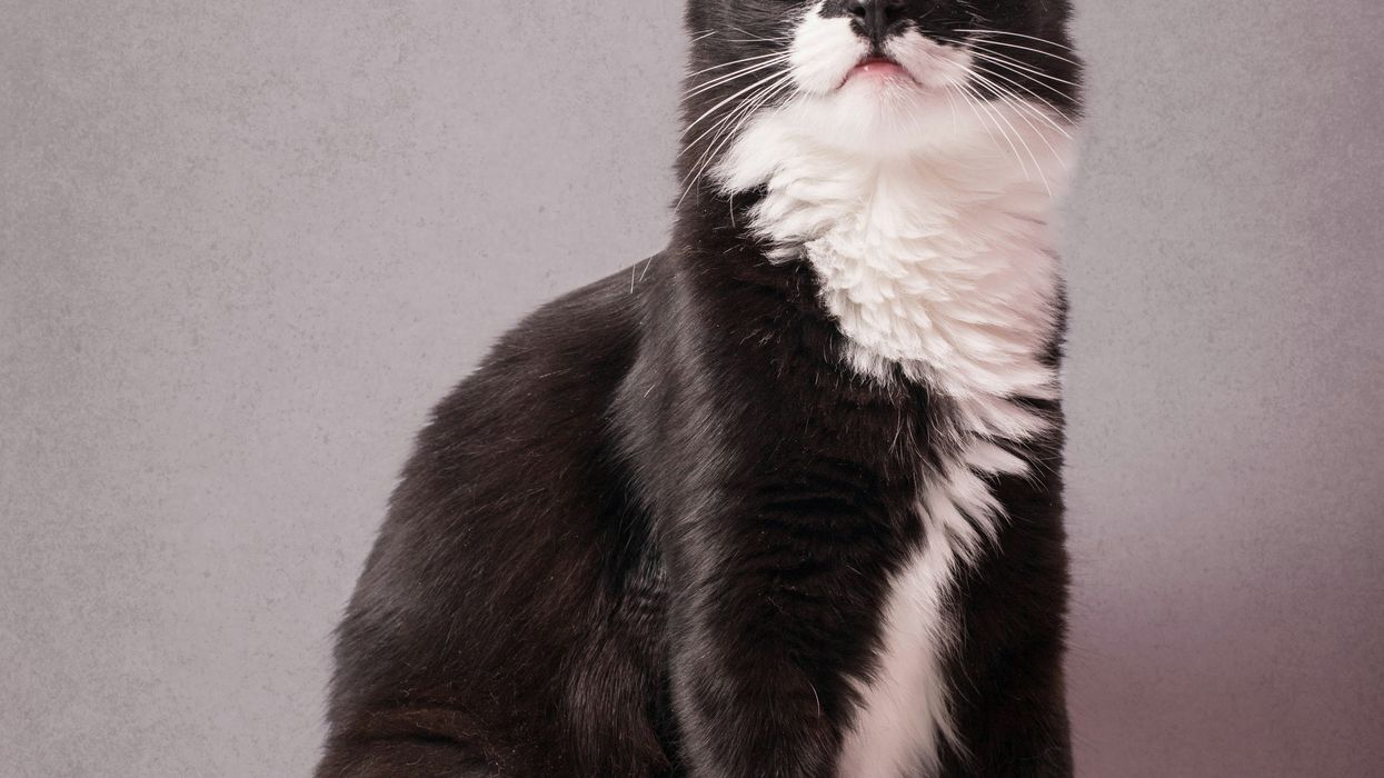 cat, cat rescue, quinceanera, tuxedo cat, cat birthday, texas