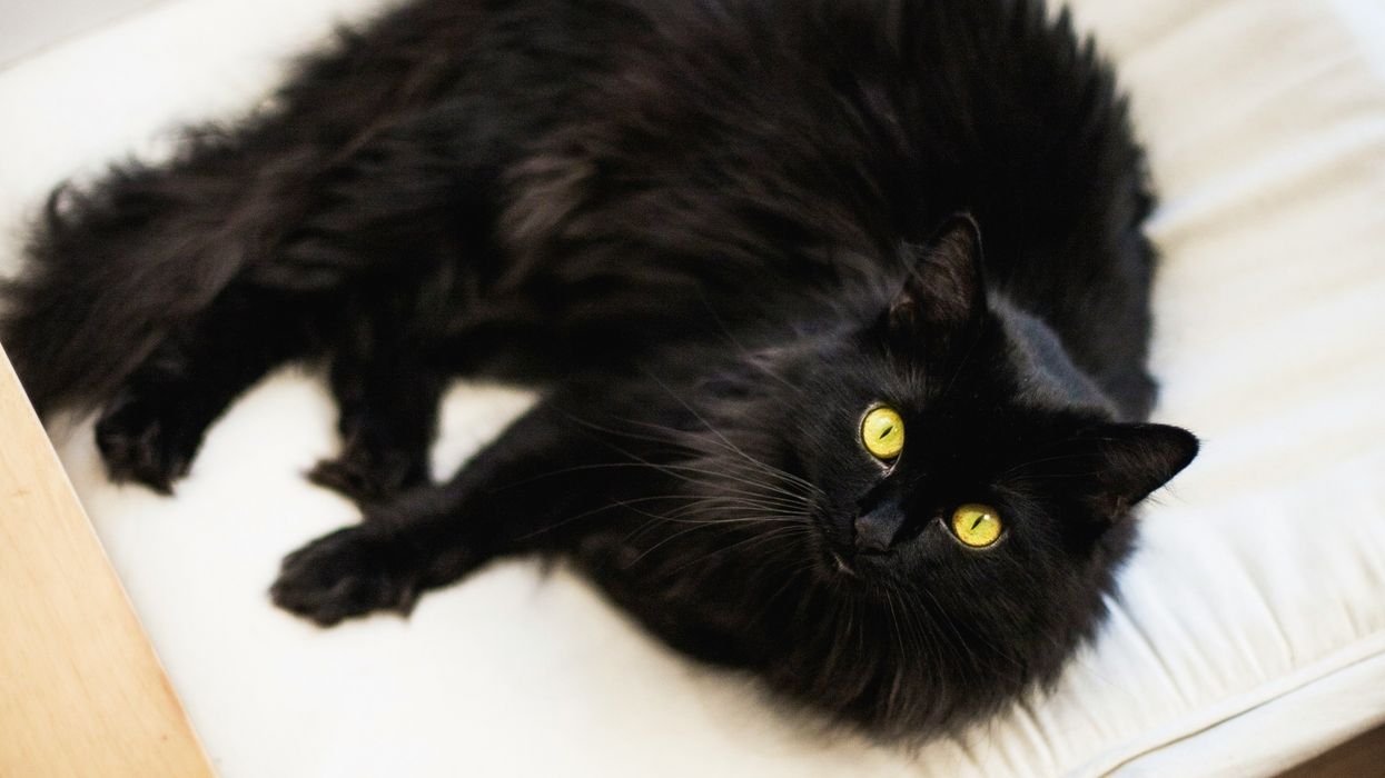 cat, knuckles, treadmill, treadmill cat, exercise, feline, fitness, pectus excavatum