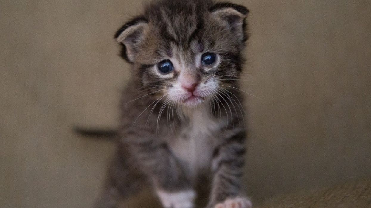 cat names, cats, pet names, animal names, popular cat names