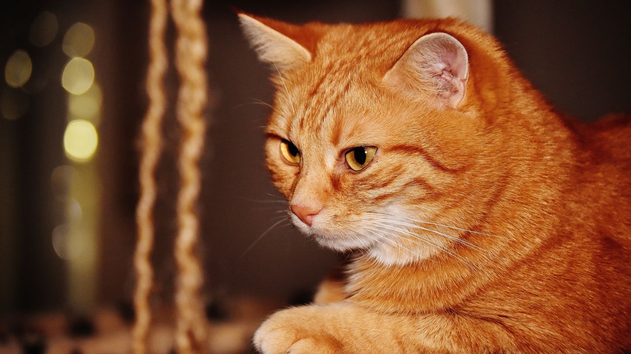 cat, orange cat, heroic pet, pets, cats, heroes