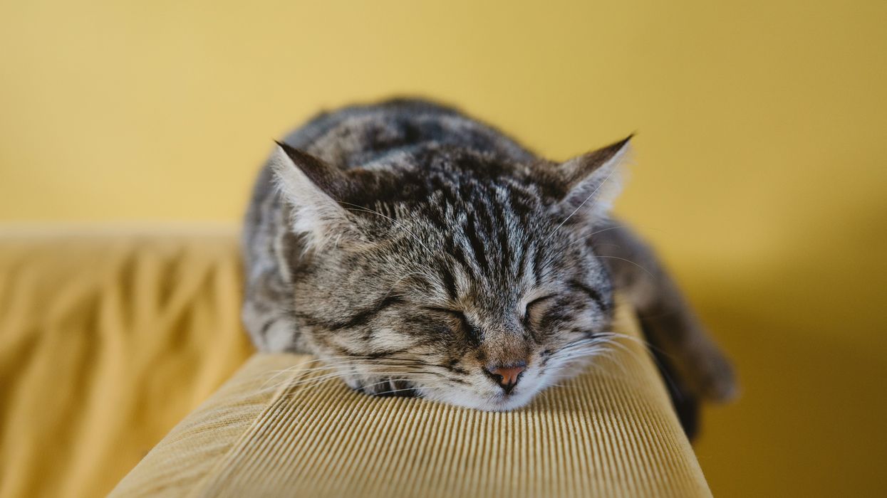 cat, tabby, brown, haircut, lap cat, brooklyn, snuggles