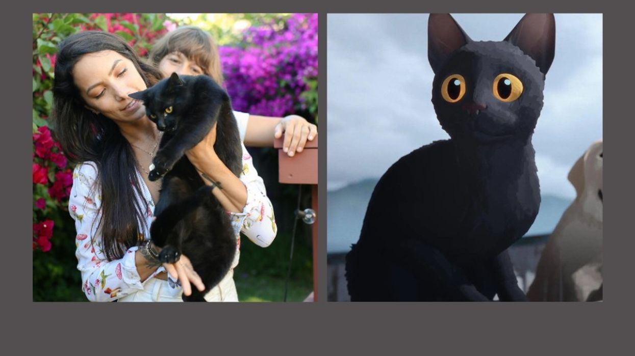 cats, Flow, black cats, brazil, adoption, pets, animal rescue
