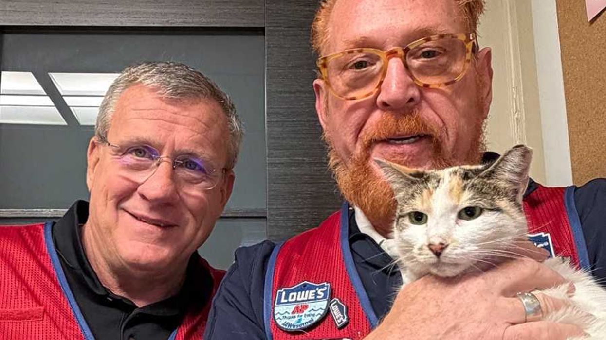 cats, lowe's, lowe's cat, animal welfare, animal rescue