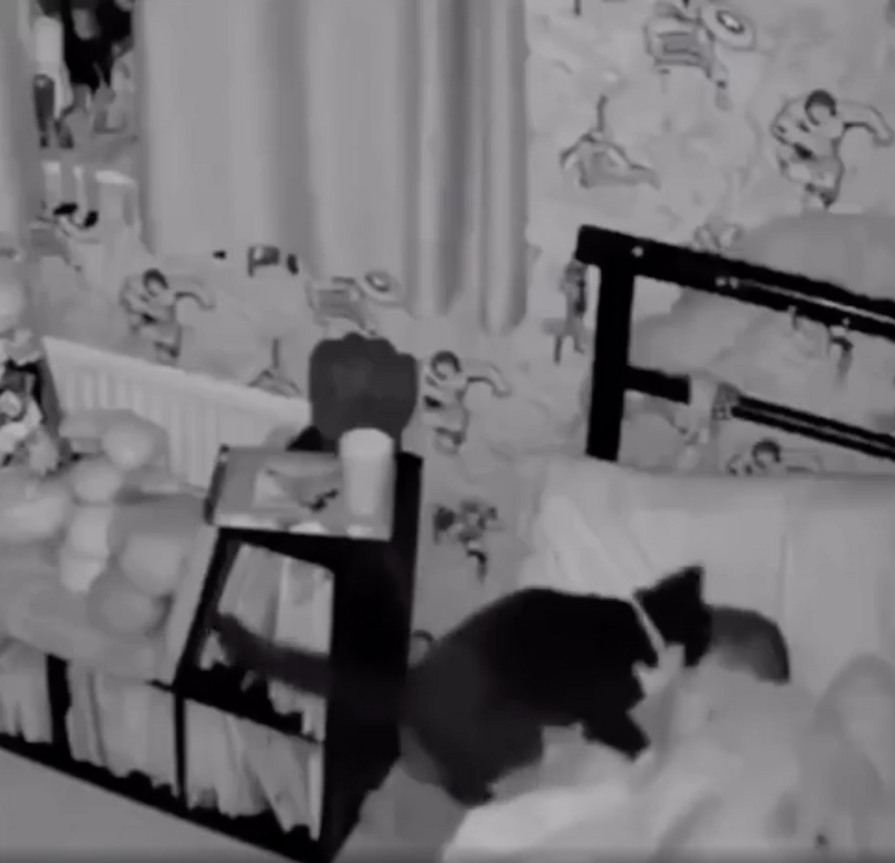 cats, toddlers, pets and kids, viral video, Reddit, heartwarming, good news, animal friendship, cute animals, security camera