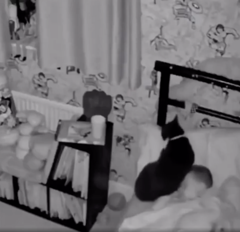 cats, toddlers, pets and kids, viral video, Reddit, heartwarming, good news, animal friendship, cute animals, security camera