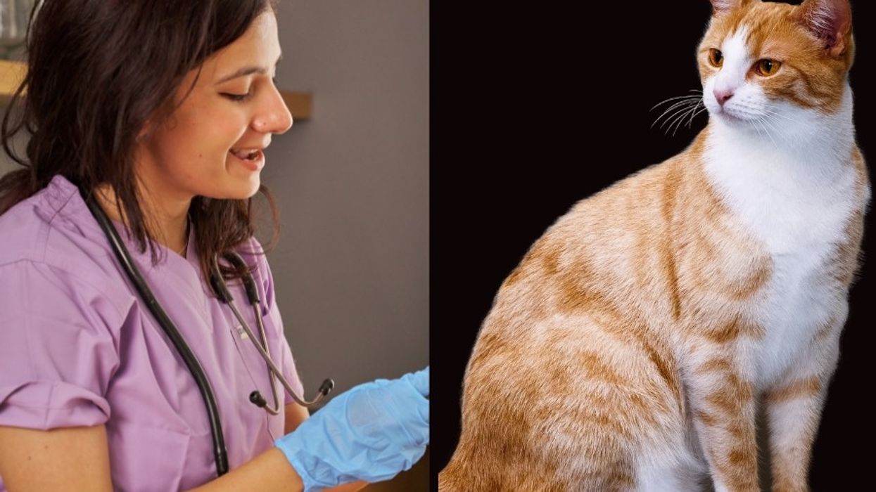 cats, vet clinics, emotional support animals, veterinarians, animal behavior