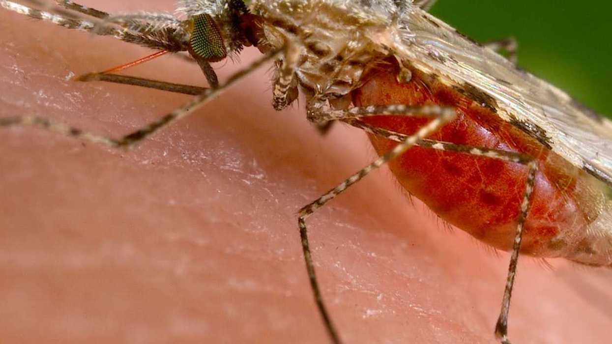 Children's health, Public health, Vaccines, Malaria, Africa, Global health, Drug resistance, Asia, Artemisinin, Plasmodium, New research, Disease spread