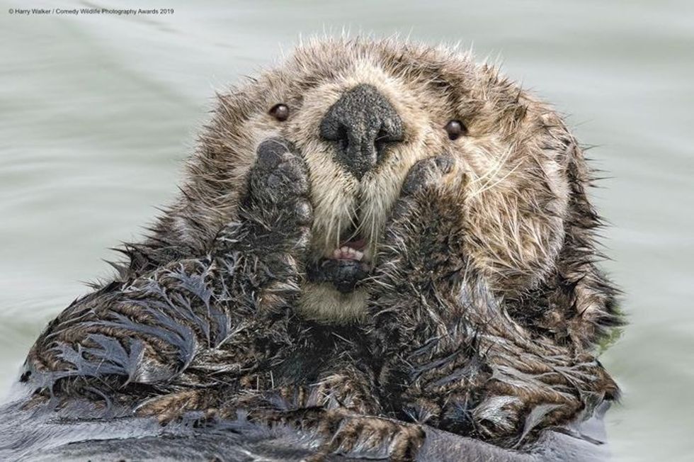 Comedy Wildlife Photography Awards, funny animal photos, nature photography, wildlife humor, funny animals, viral animal pictures, conservation, Paul Joynson-Hicks