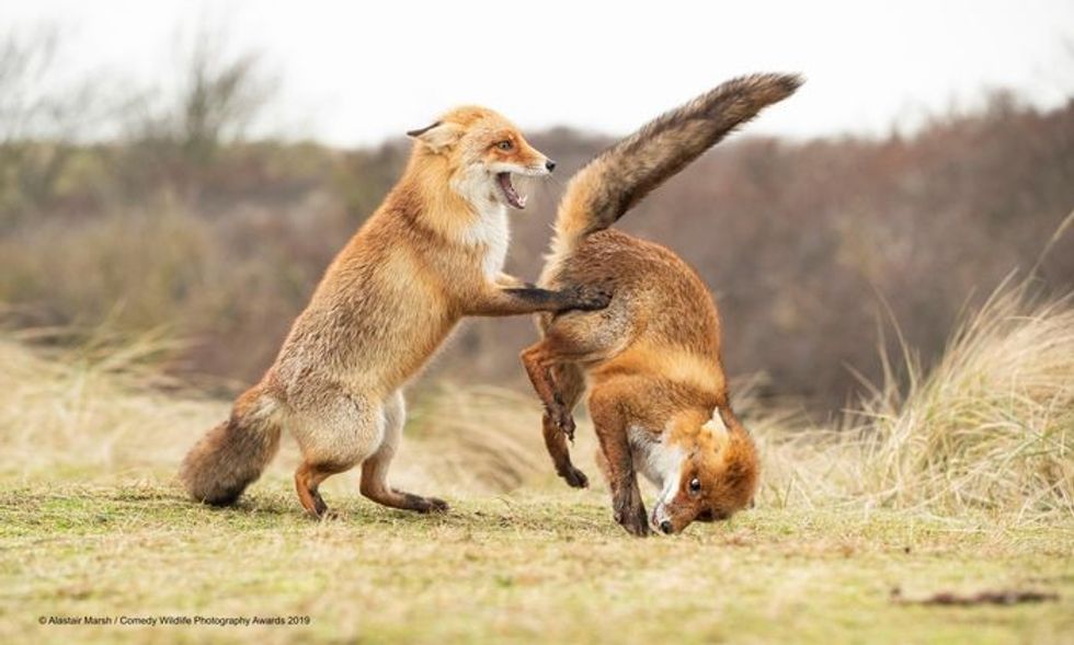Comedy Wildlife Photography Awards, funny animal photos, nature photography, wildlife humor, funny animals, viral animal pictures, conservation, Paul Joynson-Hicks
