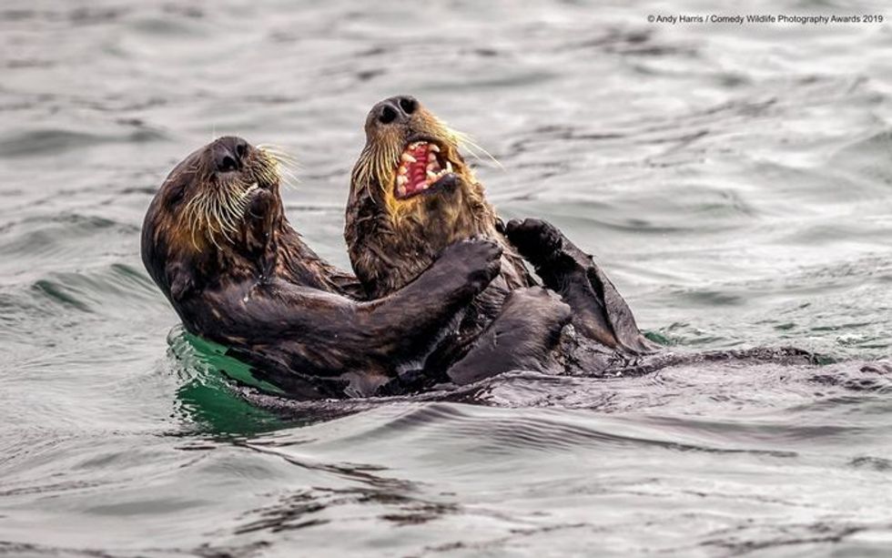 Comedy Wildlife Photography Awards, funny animal photos, nature photography, wildlife humor, funny animals, viral animal pictures, conservation, Paul Joynson-Hicks