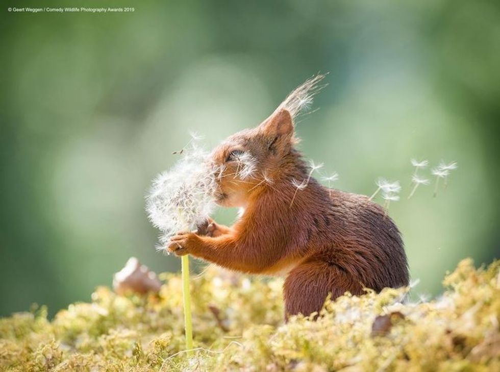 Comedy Wildlife Photography Awards, funny animal photos, nature photography, wildlife humor, funny animals, viral animal pictures, conservation, Paul Joynson-Hicks