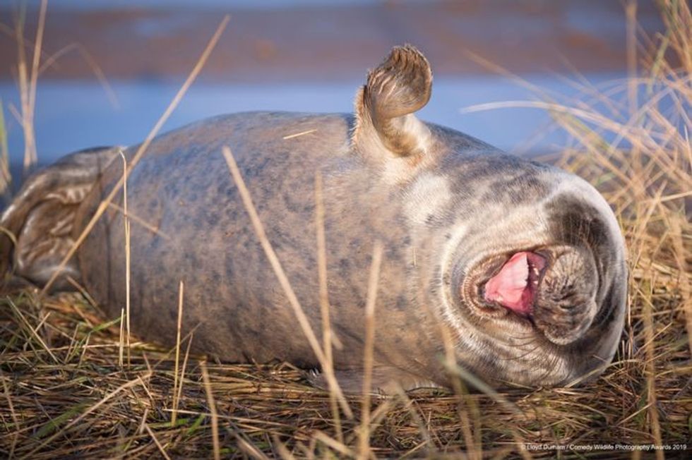 Comedy Wildlife Photography Awards, funny animal photos, nature photography, wildlife humor, funny animals, viral animal pictures, conservation, Paul Joynson-Hicks