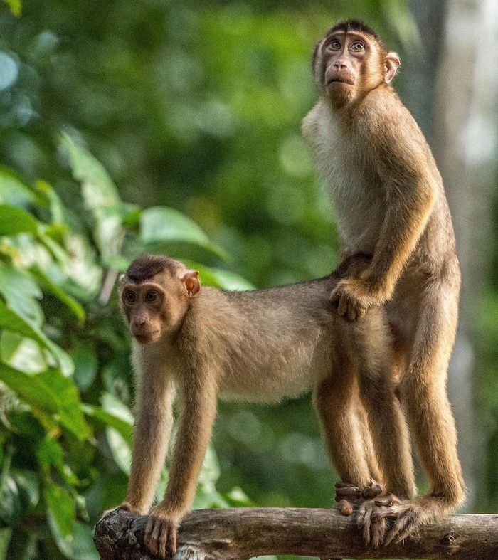 Comedy Wildlife Photography Awards, funny animal photos, nature photography, wildlife humor, funny animals, viral animal pictures, conservation, Paul Joynson-Hicks