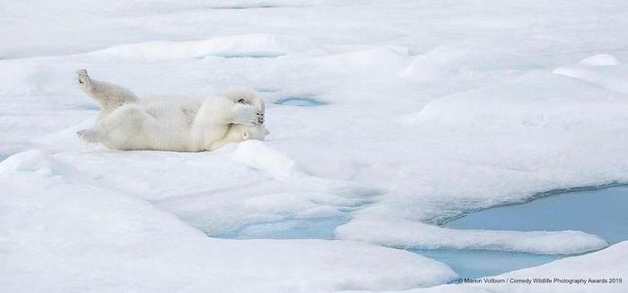 Comedy Wildlife Photography Awards, funny animal photos, nature photography, wildlife humor, funny animals, viral animal pictures, conservation, Paul Joynson-Hicks