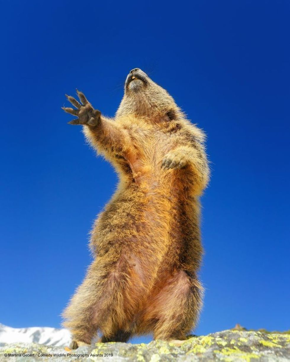 Comedy Wildlife Photography Awards, funny animal photos, nature photography, wildlife humor, funny animals, viral animal pictures, conservation, Paul Joynson-Hicks