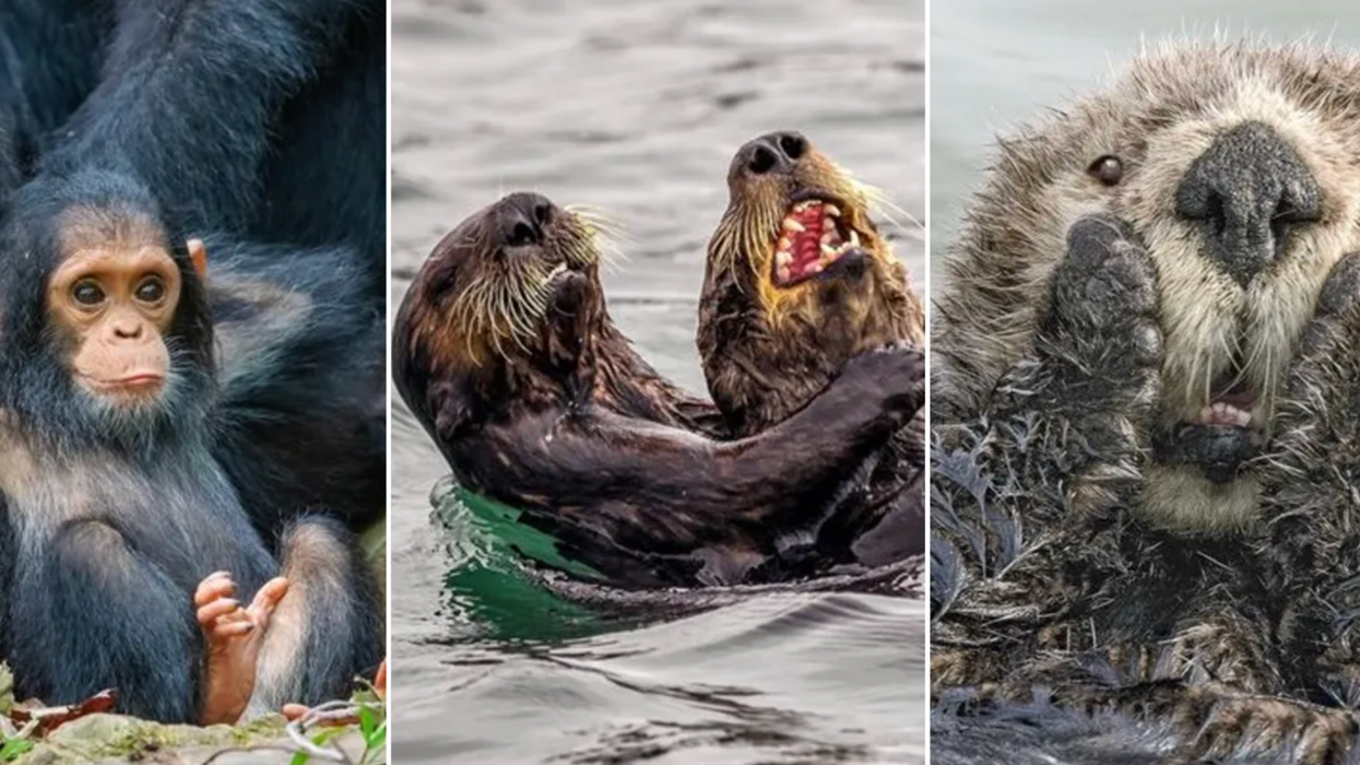 Comedy Wildlife Photography Awards, funny animal photos, nature photography, wildlife humor, funny animals, viral animal pictures, conservation, Paul Joynson-Hicks