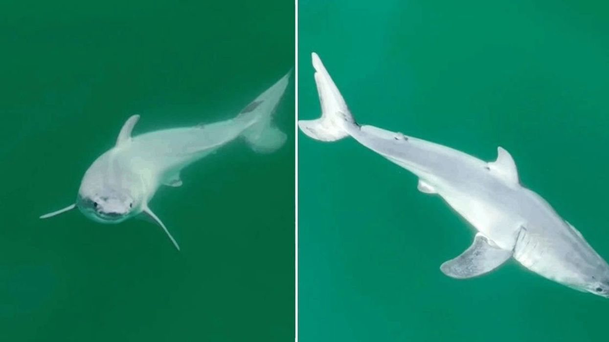 Stunning video possibly shows the first-ever images of a newborn great white shark
