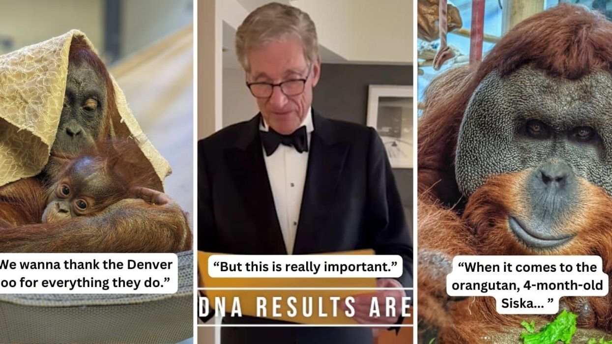 Denver Zoo gets Maury Povich to announce the paternity of baby orangutan Siska in an epic reveal video