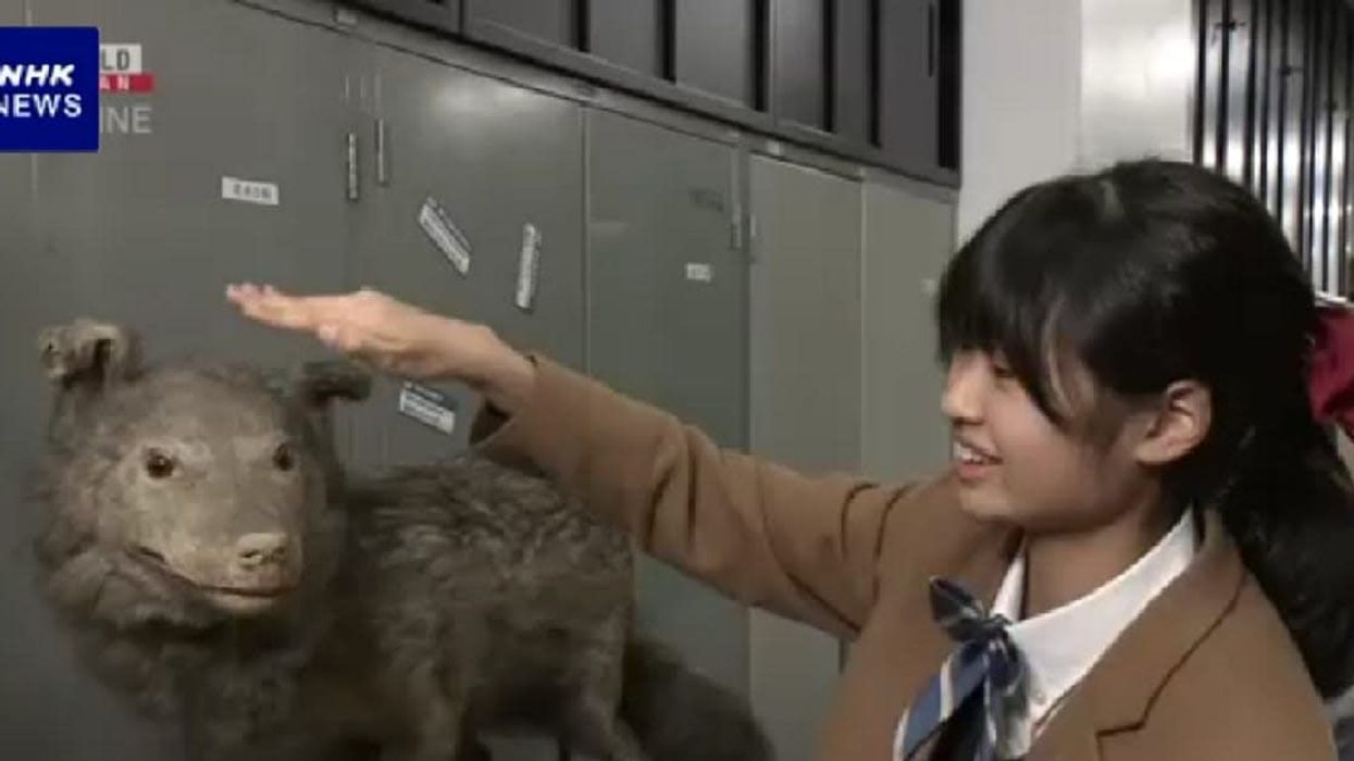 13-year-old girl identifies extinct Japanese wolf that was ignored and sidelined at a museum