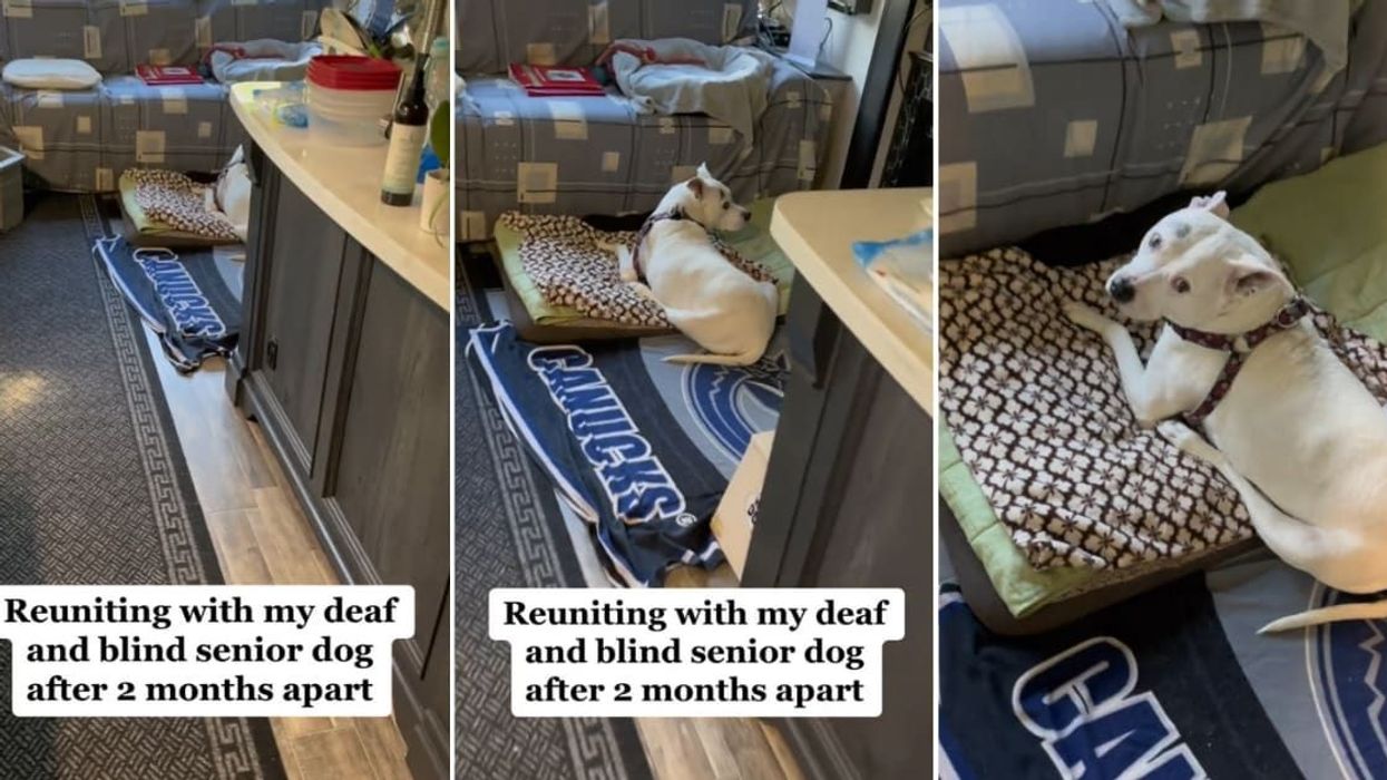 Old deaf and blind dog has the cutest reaction on reuniting with her owner