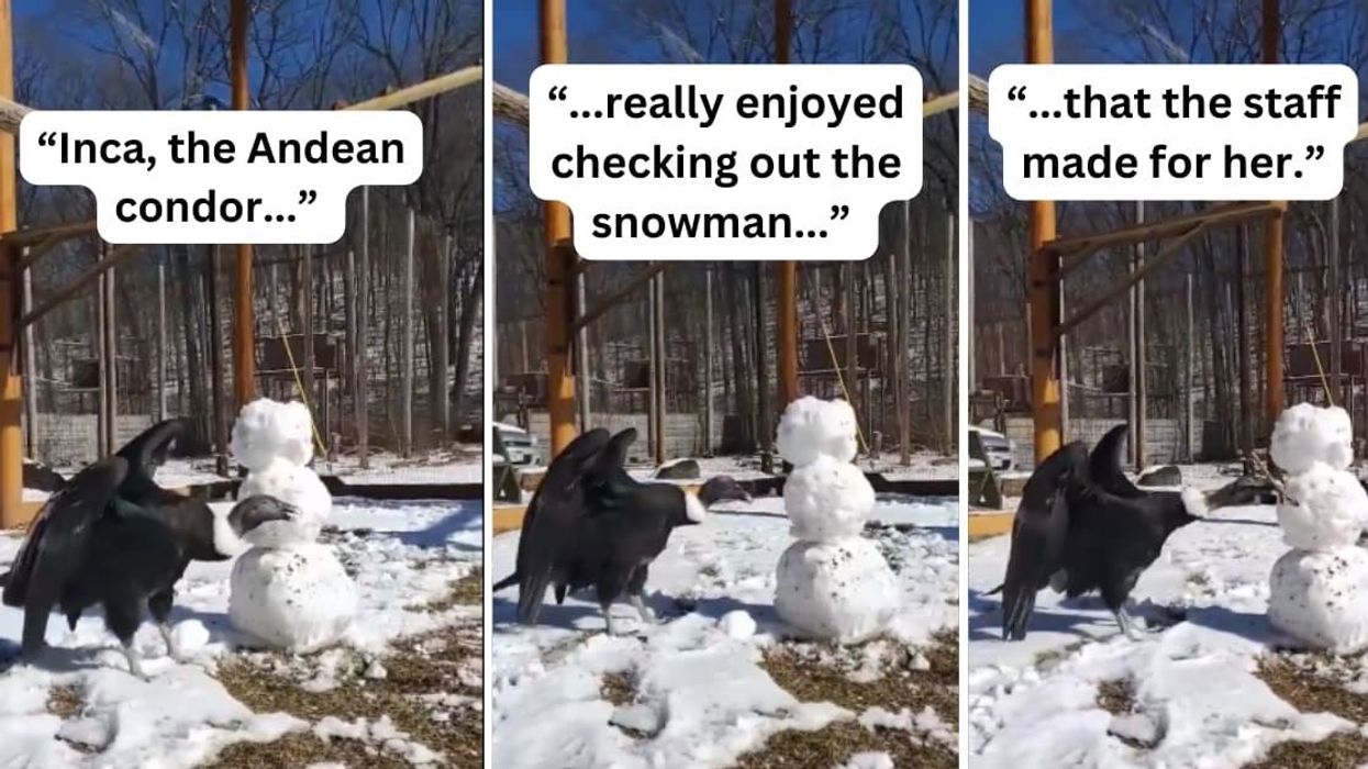 Wholesome clip shows an Andean condor happily pecking away at a snowman made for her enjoyment
