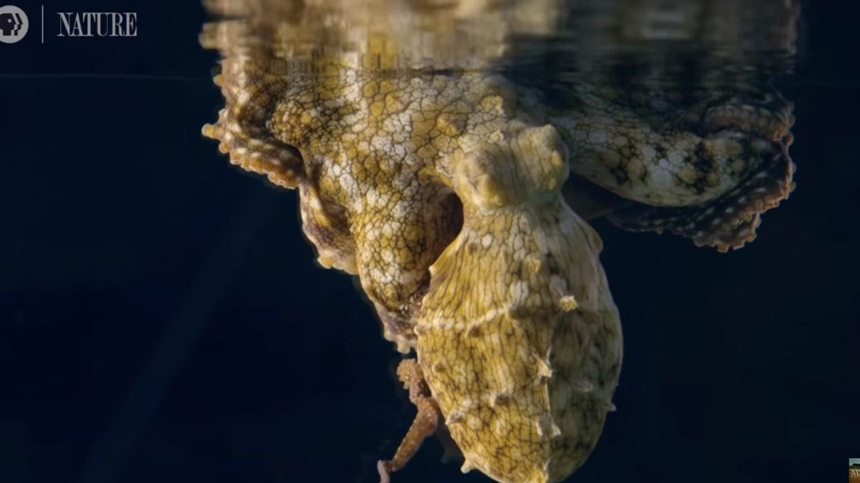 Video of octopus changing colors while dreaming is absolutely stunning