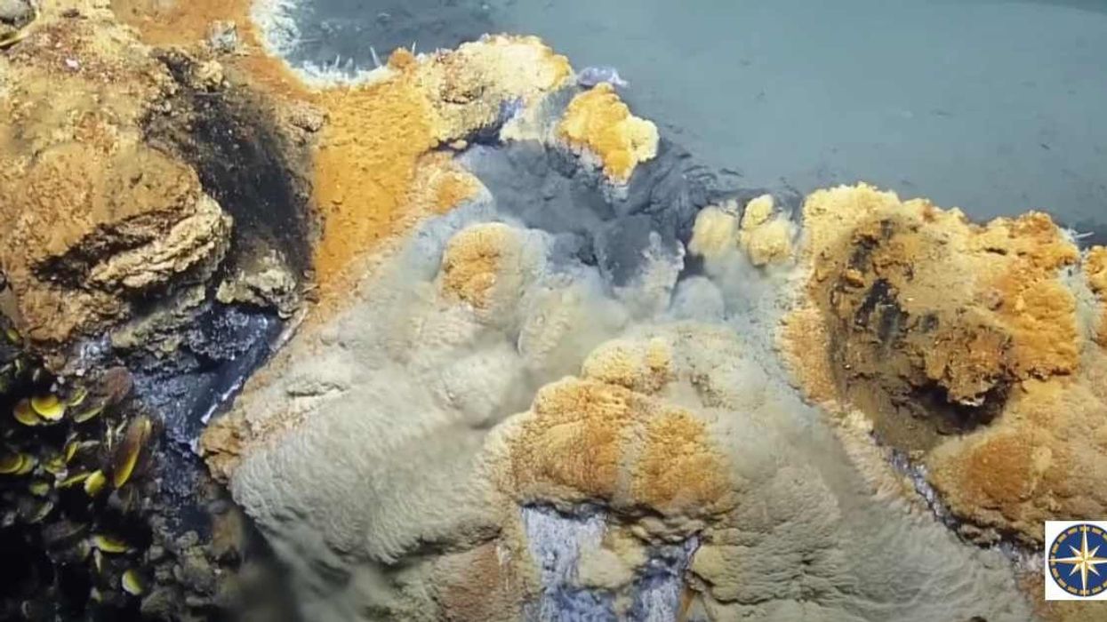 Hot tub of despair: The bizarre underwater lake that kills almost anything that enters it